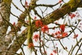 Blazing red blooms flowering on tree in Mountain Rainforest of Uganda
