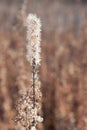 Blazing Star in an Autumn Prairie Royalty Free Stock Photo