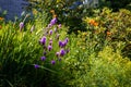 Blazing star, Orange Lilies garden, church grounds summertime Royalty Free Stock Photo