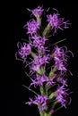 Blazing Star Wildflower Royalty Free Stock Photo