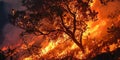 A blazing tree engulfed in flames, a deadly forest fire posing a threat