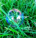 But ble Photography in Grass Cage Royalty Free Stock Photo