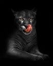 Bleached black and white cat with bright yellow eyes and a red tongue in the dark. A slender beast greedily licks his red tongue, Royalty Free Stock Photo