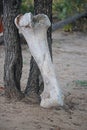 BLEACHED BONE FROM AN AFRICAN ELEPHANT SKELETON Royalty Free Stock Photo