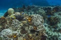 Bleached coral reef and blue chromis Royalty Free Stock Photo