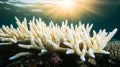 Bleached coral reef in shallow water with sun rays shining through the surface Royalty Free Stock Photo
