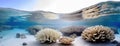 Bleached Coral Reef Under a Tranquil Ocean Surface. The image portrays a ghostly underwater landscape, where pale corals