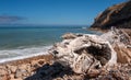 Bleached driftwood log on rocky beach at Yellowbanks bay on Santa Cruz Island in the Channel Islands National Park California Royalty Free Stock Photo