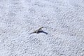 Bleached earless lizard in the White Sand at White Sands National Monument Royalty Free Stock Photo