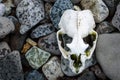 Bleached Fur Seal Skull on a rocky beach, South Shetland Islands, Antarctica Royalty Free Stock Photo