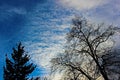 Bleached January sky over Blagoevgrad blue, with clouds and elongated leafy trees