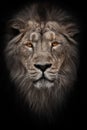 A bleached photo of a portrait of a maned , hair powerful male lion in night darkness with bright glowing orange eyes, isolated Royalty Free Stock Photo