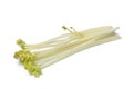 Bleached sea kale Royalty Free Stock Photo