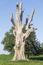 The remains of an old tree beached by the sun. Royalty Free Stock Photo