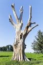 Remains of an old tree bleached white by the sun Royalty Free Stock Photo