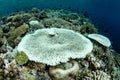 Bleached Table Corals in Indonesia Royalty Free Stock Photo