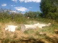 Bleached Tree Logs in Natural Setting