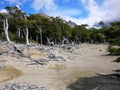 Bleached tree stumps litter the sandy flats