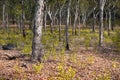 Bleached trees at Nourlangie, Kakadu National Park, Australia