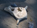 Bleached Whale Spinal Bone on Beach Royalty Free Stock Photo