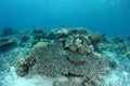 Bleaching coral