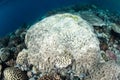 Bleaching Coral Colony