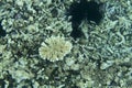 Bleaching corals in the sea