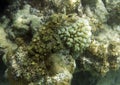 Bleaching corals in Seychelles