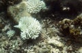 Bleaching corals in Seychelles