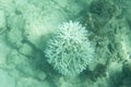 The bleaching corals in Seychelles sea