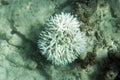 The bleaching corals in Seychelles sea