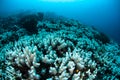 Bleaching Corals on Tropical Pacific Reef