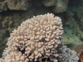 Bleaching soft coral Sinularia spp. Royalty Free Stock Photo