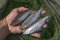 Bleak fishing. Live ablet fish in fisherman hand above fishing keeping net Royalty Free Stock Photo