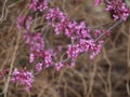 Red Buds Await Their Curtain Call