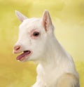 Bleating baby goat Royalty Free Stock Photo