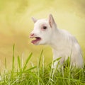 Bleating baby milk goat Royalty Free Stock Photo