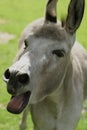 Bleating donkey. Royalty Free Stock Photo