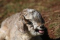 Bleating Goat Royalty Free Stock Photo