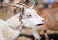 Bleating goat. Royalty Free Stock Photo