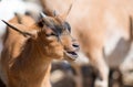 Bleating goat. Royalty Free Stock Photo