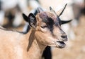 Bleating goat. Royalty Free Stock Photo