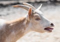 Bleating goat. Royalty Free Stock Photo