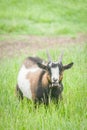 Bleating goat