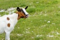 Bleating goat Royalty Free Stock Photo