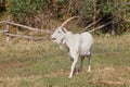 Bleating goat Royalty Free Stock Photo