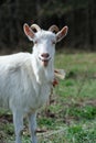 Bleating Goat Royalty Free Stock Photo