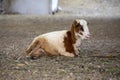 Bleating goat lies on the ground, on a rope, in the center of Mindelo, on the island SÃÂ£o Vicente, Cape Verde, Cabo Verde Royalty Free Stock Photo