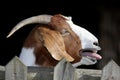 Bleating Goat Royalty Free Stock Photo