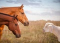 A bleating goat and two horses